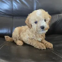 AKC Suki's Female Ready Now!, a female Poodle - Miniature  for sale in Casa Grande, AZ – Photo 2 of 10