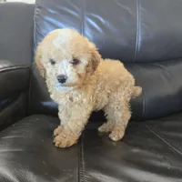 AKC Suki's Female Ready Now!, a female Poodle - Miniature  for sale in Casa Grande, AZ – Photo 5 of 10
