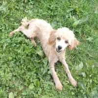 AKC Suki's Female Ready Now!, a female Poodle - Miniature  for sale in Casa Grande, AZ – Photo 9 of 10