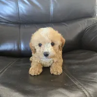 AKC Suki's Female Ready Now!, a female Poodle - Miniature  for sale in Casa Grande, AZ – Photo 3 of 10