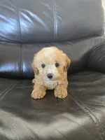 processed/0d69f46e-223c-441b-9748-1507550312ac/listing/88a720f0-133f-4683-a004-3ec574a1c664/a77f5fd6-afbf-4afe-a0df-2b866c5931ae