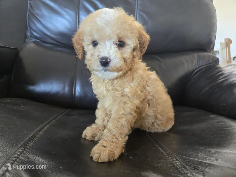 AKC Suki's Female Ready Now!