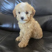 AKC Suki's Female Ready Now!, a female Poodle - Miniature  for sale in Casa Grande, AZ – Photo 1 of 10