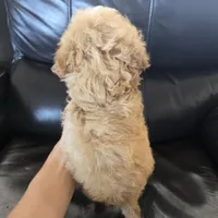 AKC Suki's Female Ready Now!, a female Poodle - Miniature  for sale in Casa Grande, AZ – Photo 7 of 10