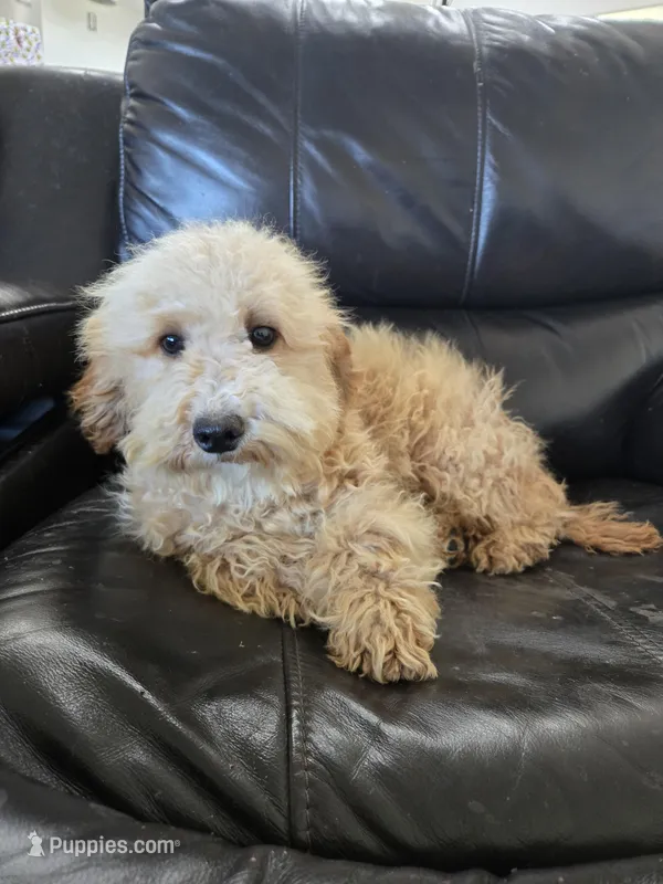 AKC Suki's Female Ready Now! – Poodle - Miniature  puppy for sale in Casa Grande, AZ