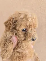 AKC Female, a female Poodle - Toy  for sale in Casa Grande, AZ – 4 of 8