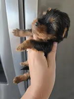 AKC Male - TEXT 520-254-7407 , a male Yorkshire Terrier for sale in Casa Grande, AZ – 5 of 9