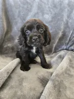 AKC Dora's Black Girl, TEXT 520-254-7407, a female Cocker Spaniel for sale in Casa Grande, AZ – 3 of 10