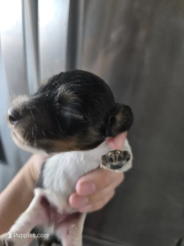 AKC Pepper's Black & White Male, TEXT 520-254-7407  – Dachshund puppy for sale in Casa Grande, AZ
