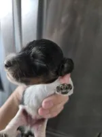 AKC Pepper's Black & White Male, TEXT 520-254-7407 , a male Dachshund for sale in Casa Grande, AZ – 1 of 7