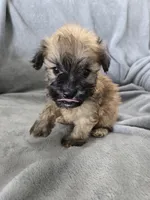 AKC Skye's Boy 4, TEXT 520-254-7407 , a male Havanese for sale in Casa Grande, AZ – 4 of 10