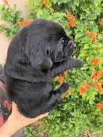 AKC Timber's Boy, a female Labrador Retriever for sale in Casa Grande, AZ – Photo 9 of 9