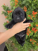 AKC Timber's Boy, a female Labrador Retriever for sale in Casa Grande, AZ – Photo 2 of 9