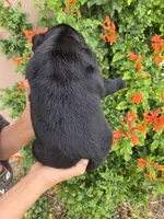AKC Timber's Boy, a female Labrador Retriever for sale in Casa Grande, AZ – Photo 8 of 9