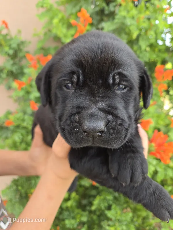 AKC Timber's Boy – Labrador Retriever puppy for sale in Casa Grande, AZ