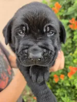 AKC Timber's Boy, a female Labrador Retriever for sale in Casa Grande, AZ – Photo 4 of 9