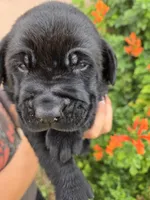 AKC Timber's Boy, a female Labrador Retriever for sale in Casa Grande, AZ – Photo 6 of 9