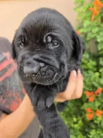 AKC Timber's Boy, a female Labrador Retriever for sale in Casa Grande, AZ – Photo 5 of 9