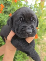 AKC Timber's Boy, a female Labrador Retriever for sale in Casa Grande, AZ – Photo 3 of 9