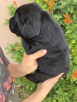 AKC Timber's Boy, a female Labrador Retriever for sale in Casa Grande, AZ – Photo 7 of 9