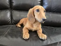 AKC Brittney's Boy, TEXT 520-254-7407, a male Dachshund for sale in Casa Grande, AZ – 6 of 8
