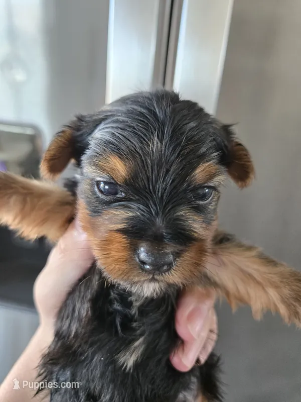 AKC Female - TEXT 520-254-7407  – Yorkshire Terrier puppy for sale in Casa Grande, AZ