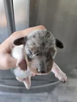 Short Hair Female - TEXT 520-254-7407 , a female Dachshund for sale in Casa Grande, AZ – 6 of 7