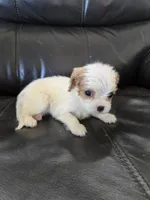 AKC Female, a female Cavalier King Charles Spaniel for sale in Casa Grande, AZ – 6 of 9