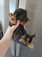 AKC Male - TEXT 520-254-7407 , a male Yorkshire Terrier for sale in Casa Grande, AZ – 6 of 9