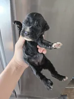 AKC Dora's Black Girl, a male Cocker Spaniel for sale in Casa Grande, AZ – 2 of 9