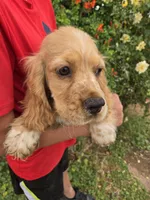 AKC Bella's Boy , a female Cocker Spaniel for sale in Casa Grande, AZ – 10 of 10