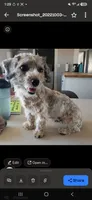 Daisy's Boy, TEXT 520-254-7407, a male Havanese for sale in Casa Grande, AZ – 10 of 10