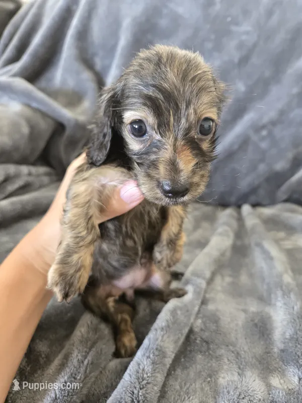 AKC Brindle Male 2, TEXT 520-254-7407 – Dachshund puppy for sale in Casa Grande, AZ