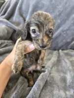 AKC Brindle Male 2, TEXT 520-254-7407, a male Dachshund for sale in Casa Grande, AZ – 1 of 7