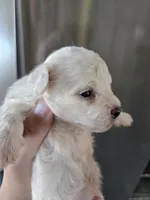 AKC Male Bichon - TEXT 520-254-7407 , a male Bichon Frise for sale in Casa Grande, AZ – 4 of 8