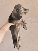 AKC Star's Brindle Female, TEXT 520-254-7407, a female Dachshund for sale in Casa Grande, AZ – 4 of 8