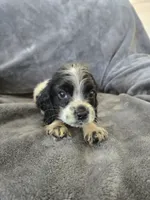 AKC Male, Text 520-254-7407 , a male Cocker Spaniel for sale in Casa Grande, AZ – 5 of 9