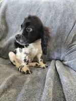 AKC Male, Text 520-254-7407 , a male Cocker Spaniel for sale in Casa Grande, AZ – 8 of 10
