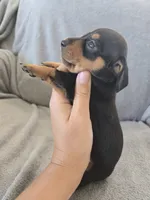 AKC Short Haired Girl - TEXT 520-254-7407 , a female Dachshund for sale in Casa Grande, AZ – 6 of 10