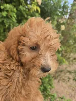 AKC Red Girl, a female Poodle - Miniature  for sale in Casa Grande, AZ – 7 of 9