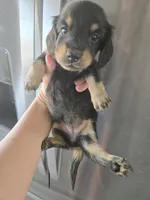 AKC Angel's Black & Tan Female, TEXT 520-254-7407, a female Dachshund for sale in Casa Grande, AZ – 4 of 10