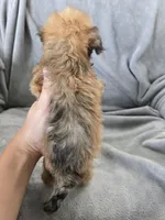 AKC Skye's Boy 4, TEXT 520-254-7407 , a male Havanese for sale in Casa Grande, AZ – 8 of 10