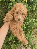 AKC Red Girl, a female Poodle - Miniature  for sale in Casa Grande, AZ – 5 of 9