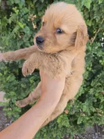 AKC Chloe's Girl, a female Golden Retriever for sale in Casa Grande, AZ – 4 of 5