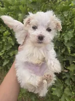 Lucy's Purebred Boy, a male Havanese for sale in Casa Grande, AZ – 1 of 5