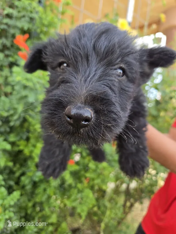 AKC Girl – Scottish Terrier puppy for sale in Casa Grande, AZ