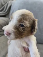 AKC Long Haired Girl - TEXT 520-254-7407 , a female Dachshund for sale in Casa Grande, AZ – 5 of 9