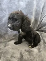 AKC Dora's Black Girl, White Nose, TEXT 520-254-7407, a female Cocker Spaniel for sale in Casa Grande, AZ – 7 of 10
