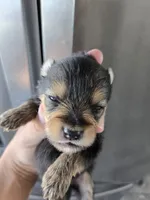 AKC Parents - Yorkie/Pomeranian Mix - TEXT 520-254-7407 , a male Pomeranian and Yorkshire Terrier for sale in Casa Grande, AZ – 4 of 10
