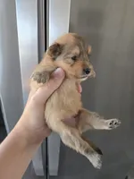 AKC Parents - Yorkie/Pomeranian Mix - TEXT 520-254-7407 , a male Pomeranian and Yorkshire Terrier for sale in Casa Grande, AZ – 5 of 10